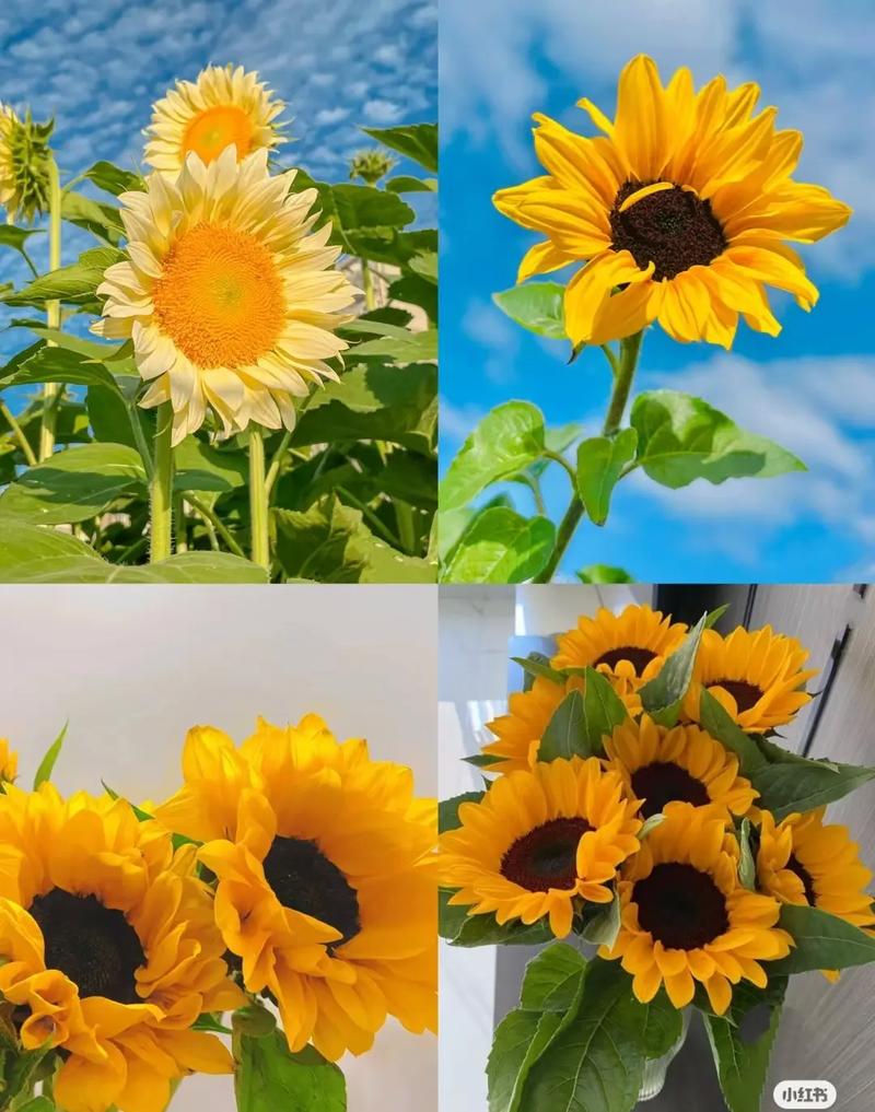 5朵向日葵鲜花花束寓意(5朵向日葵鲜花花束寓意)-第2张图片-花花知道网 5朵向日葵鲜花花束寓意(5朵向日葵鲜花花束寓意)-第2张图片-花花知道网