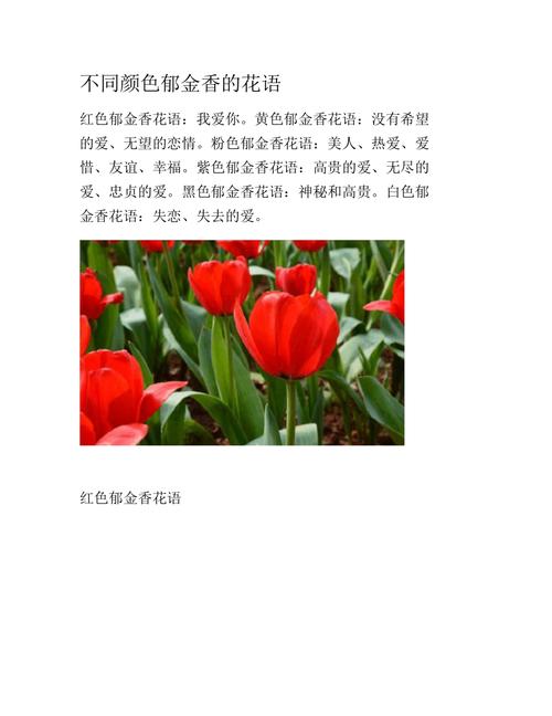 6朵郁金香鲜花花束寓意(郁金香六朵什么意思)-第2张图片-花花知道网 6朵郁金香鲜花花束寓意(郁金香六朵什么意思)-第2张图片-花花知道网