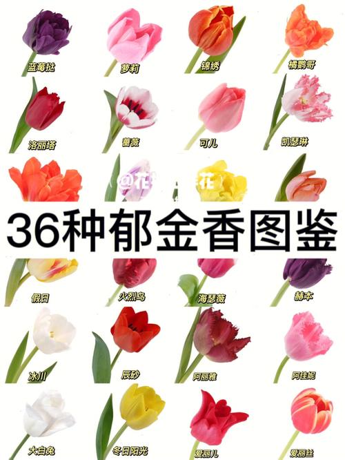 6朵郁金香鲜花花束寓意(郁金香六朵什么意思)-第3张图片-花花知道网 6朵郁金香鲜花花束寓意(郁金香六朵什么意思)-第3张图片-花花知道网