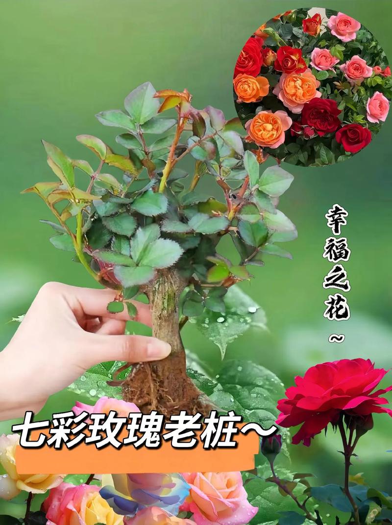 11朵黄玫瑰鲜花寓意(11朵黄玫瑰的花语)-第4张图片-花花知道网 11朵黄玫瑰鲜花寓意(11朵黄玫瑰的花语)-第4张图片-花花知道网