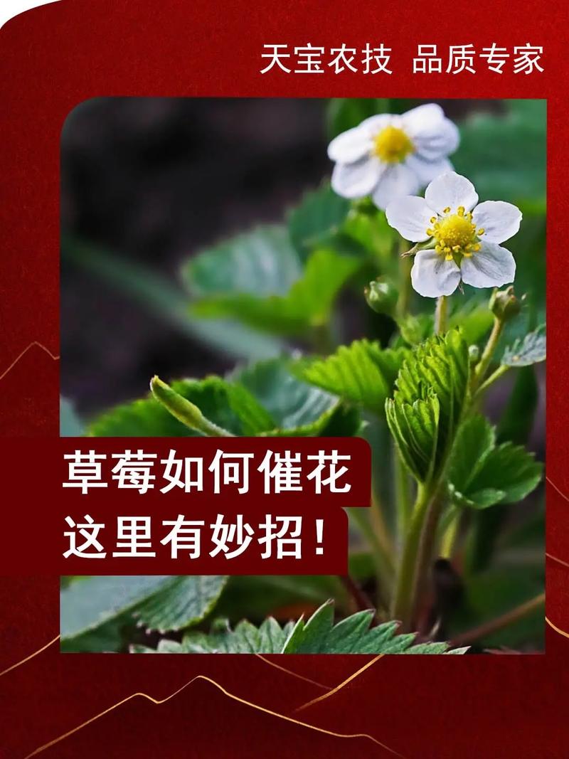 16颗草莓鲜花花束寓意(16颗草莓鲜花花束寓意什么)-第4张图片-花花知道网 16颗草莓鲜花花束寓意(16颗草莓鲜花花束寓意什么)-第4张图片-花花知道网
