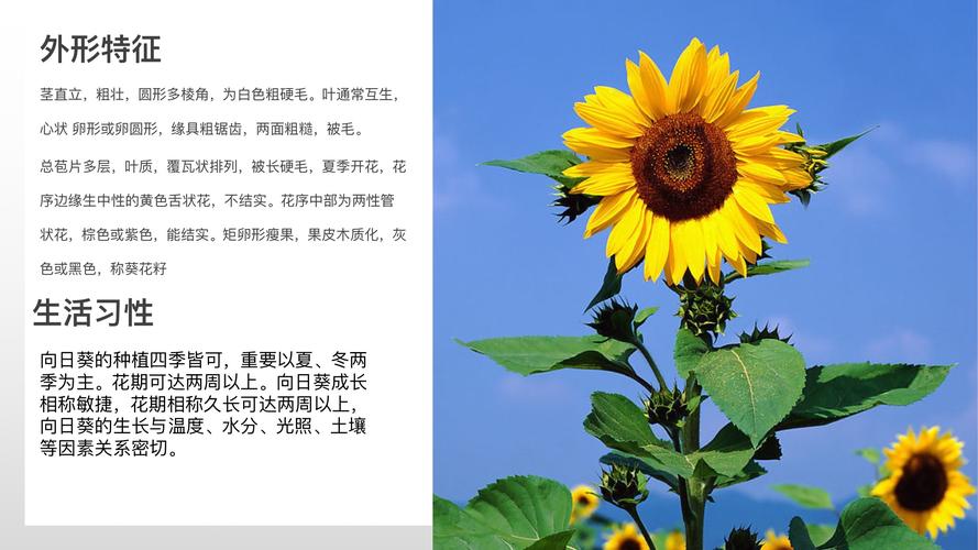 3朵向日葵鲜花的寓意是什么(3朵向日葵的含义)-第3张图片-花花知道网 3朵向日葵鲜花的寓意是什么(3朵向日葵的含义)-第3张图片-花花知道网