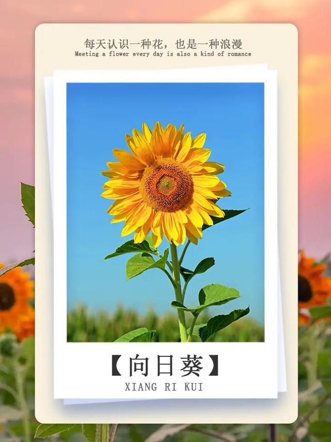3朵向日葵鲜花的寓意是什么(3朵向日葵的含义)-第5张图片-花花知道网 3朵向日葵鲜花的寓意是什么(3朵向日葵的含义)-第5张图片-花花知道网
