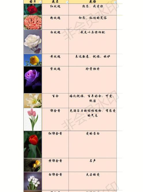22支鲜花的寓意(21支鲜花代表什么)-第3张图片-花花知道网 22支鲜花的寓意(21支鲜花代表什么)-第3张图片-花花知道网