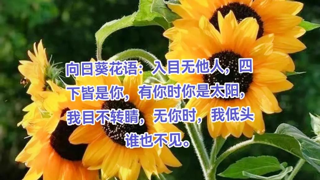 10朵鲜花的寓意及花语(10朵鲜花的寓意及花语)-第3张图片-花花知道网 10朵鲜花的寓意及花语(10朵鲜花的寓意及花语)-第3张图片-花花知道网