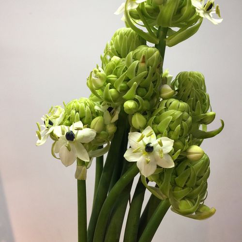 11朵鲜花插花泥的寓意(11朵鲜花插花泥的寓意和象征)-第1张图片-花花知道网 11朵鲜花插花泥的寓意(11朵鲜花插花泥的寓意和象征)-第1张图片-花花知道网