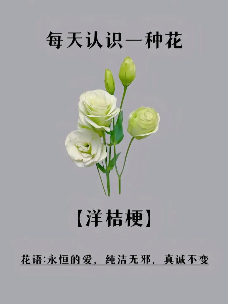 11朵洋桔梗鲜花寓意什么(19朵洋桔梗是什么意思)-第5张图片-花花知道网 11朵洋桔梗鲜花寓意什么(19朵洋桔梗是什么意思)-第5张图片-花花知道网