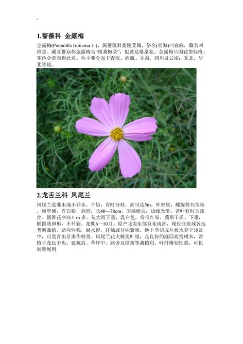 75朵鲜花寓意(75朵玫瑰花语是什么意思)-第6张图片-花花知道网 75朵鲜花寓意(75朵玫瑰花语是什么意思)-第6张图片-花花知道网