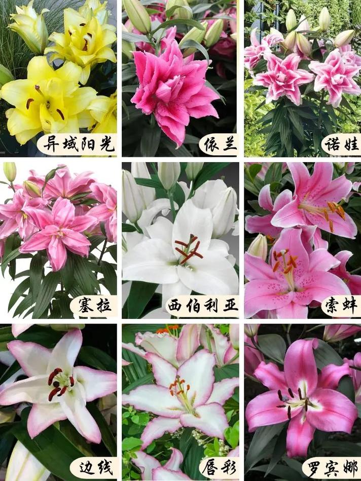 5朵百合鲜花花束寓意(5朵百合花的寓意)-第3张图片-花花知道网 5朵百合鲜花花束寓意(5朵百合花的寓意)-第3张图片-花花知道网