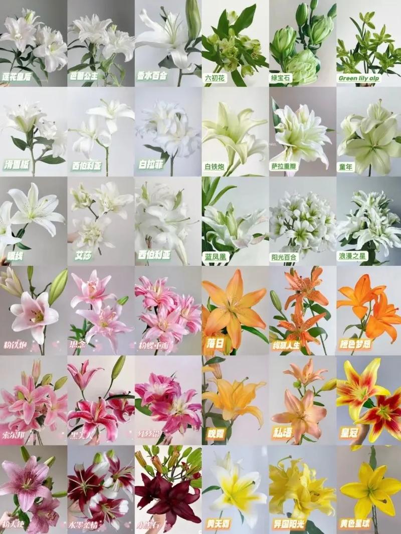 5朵百合鲜花花束寓意(5朵百合花的寓意)-第4张图片-花花知道网 5朵百合鲜花花束寓意(5朵百合花的寓意)-第4张图片-花花知道网