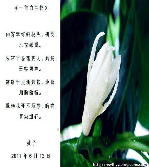 10月份有什么寓意好的鲜花(十月有什么代表性的花)-第1张图片-花花知道网 10月份有什么寓意好的鲜花(十月有什么代表性的花)-第1张图片-花花知道网
