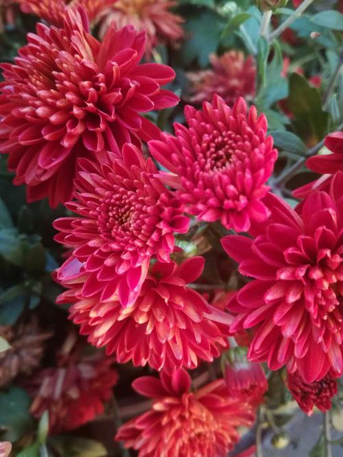 10月份有什么寓意好的鲜花(十月有什么代表性的花)-第5张图片-花花知道网 10月份有什么寓意好的鲜花(十月有什么代表性的花)-第5张图片-花花知道网