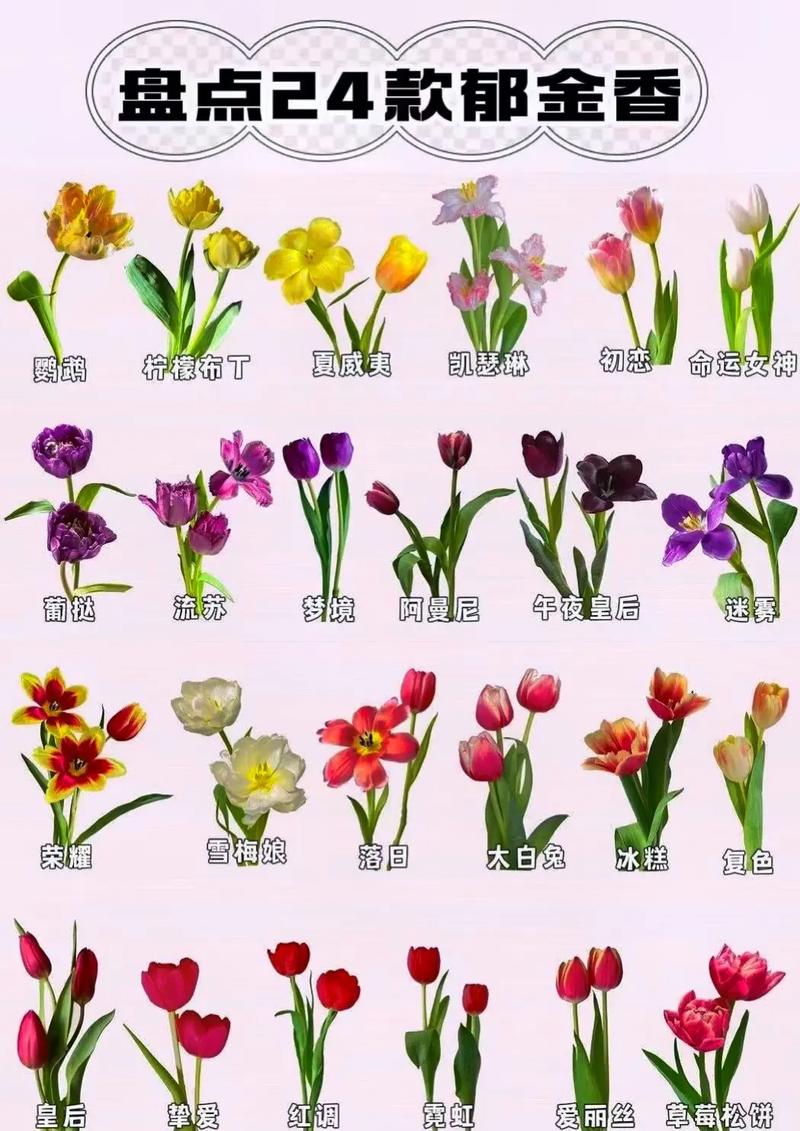 24朵郁金香鲜花花束寓意(21朵郁金香花语)-第6张图片-花花知道网 24朵郁金香鲜花花束寓意(21朵郁金香花语)-第6张图片-花花知道网