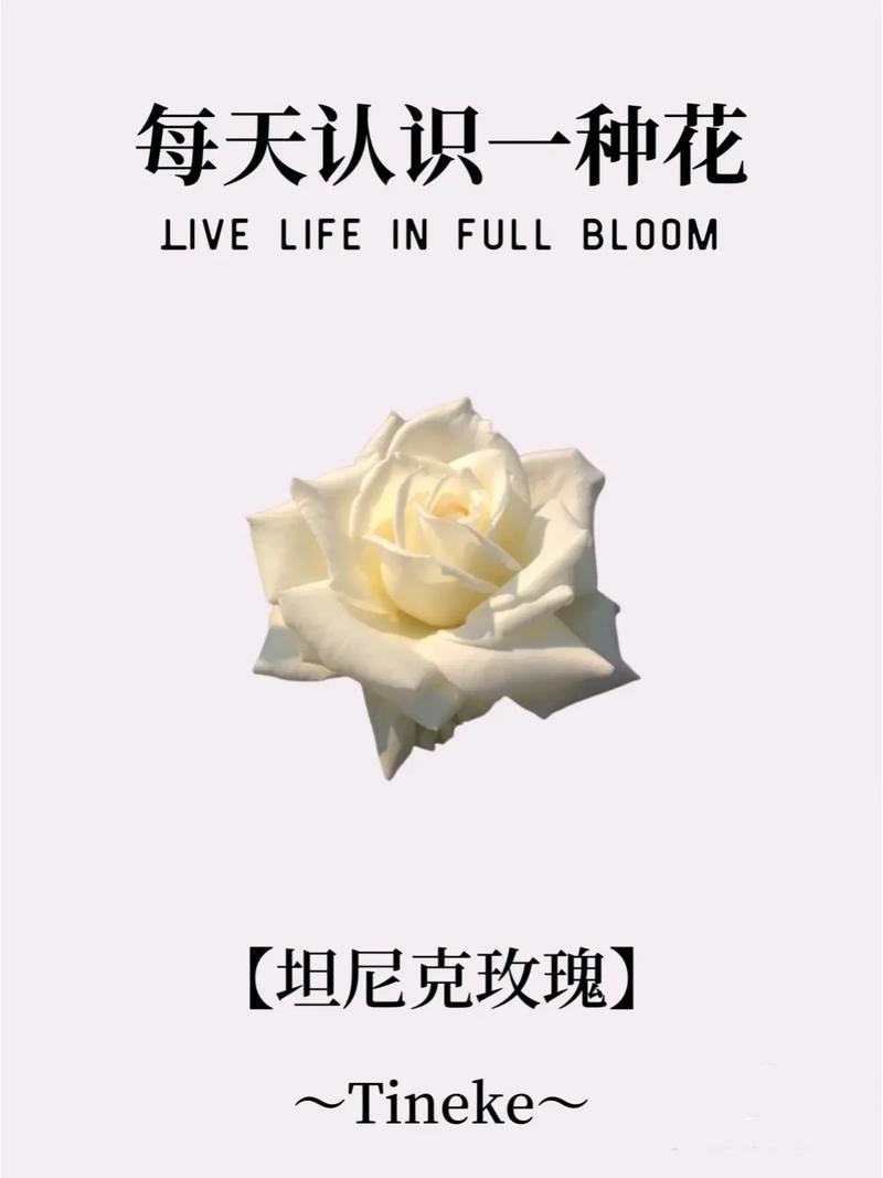 11朵戴安娜鲜花花语及寓意(11朵戴安娜鲜花花语及寓意是什么)-第6张图片-花花知道网 11朵戴安娜鲜花花语及寓意(11朵戴安娜鲜花花语及寓意是什么)-第6张图片-花花知道网