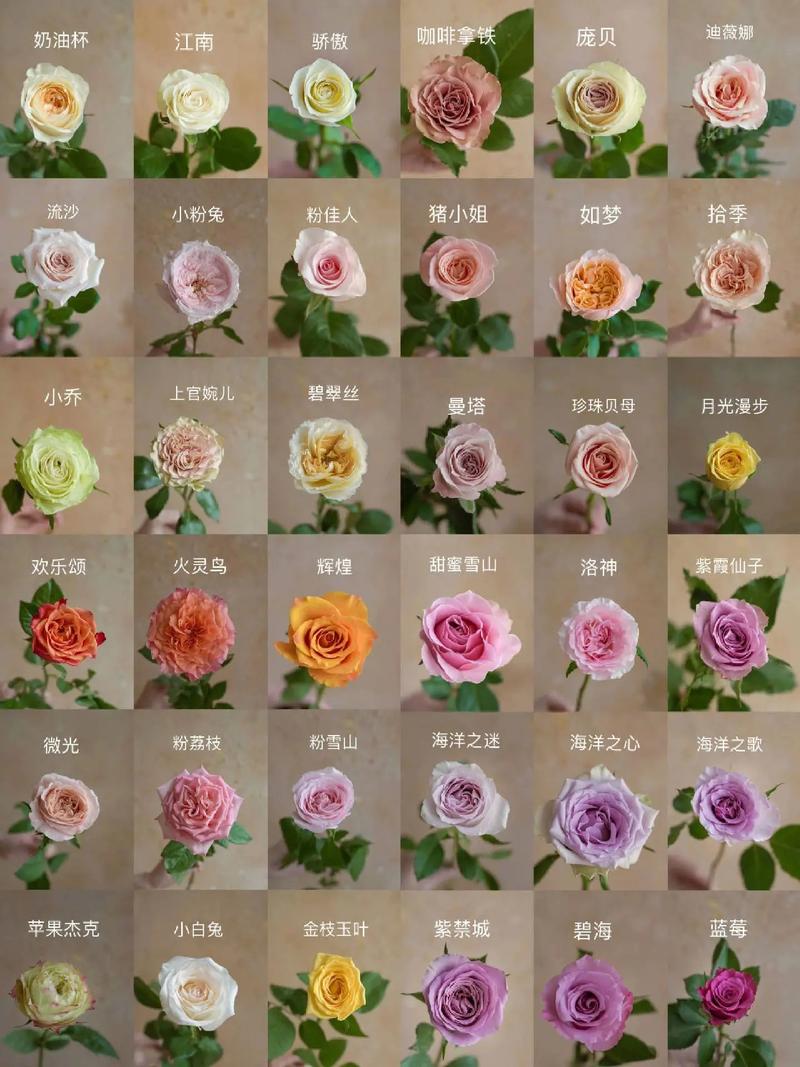 5朵鲜花什么寓意(5朵鲜花什么寓意呢)-第3张图片-花花知道网 5朵鲜花什么寓意(5朵鲜花什么寓意呢)-第3张图片-花花知道网
