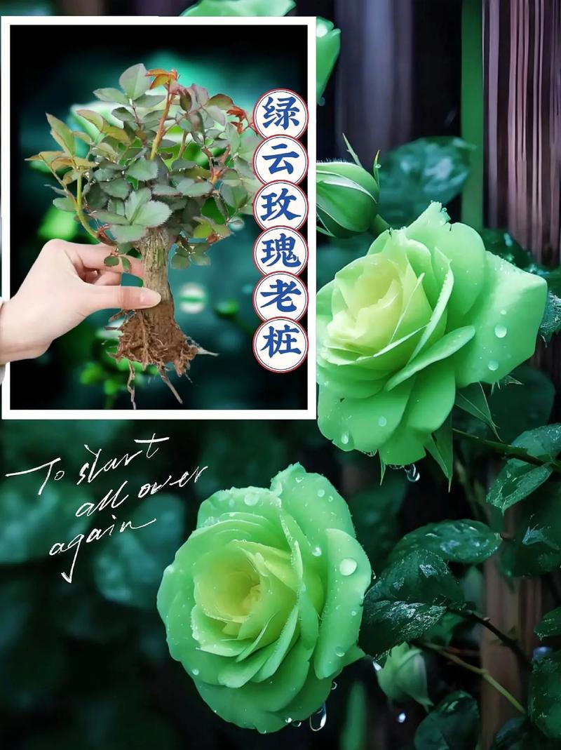52朵绿玫瑰鲜花寓意(52朵玫瑰代表什么意思 app)-第2张图片-花花知道网 52朵绿玫瑰鲜花寓意(52朵玫瑰代表什么意思 app)-第2张图片-花花知道网