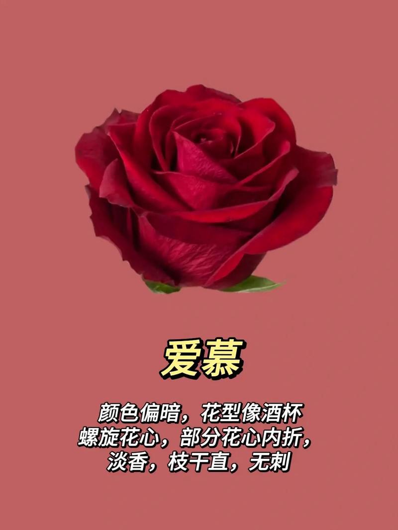 9朵玫瑰花鲜花花束寓意(9朵玫瑰意味着什么)-第4张图片-花花知道网 9朵玫瑰花鲜花花束寓意(9朵玫瑰意味着什么)-第4张图片-花花知道网