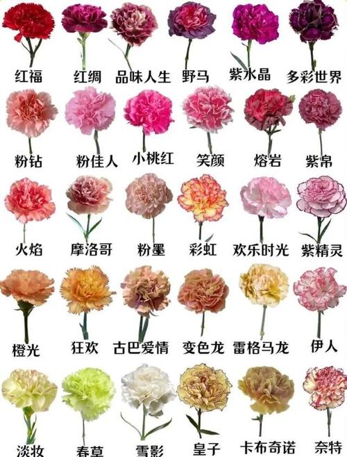 7束康乃馨3朵鲜花寓意(康乃馨送3朵)-第2张图片-花花知道网 7束康乃馨3朵鲜花寓意(康乃馨送3朵)-第2张图片-花花知道网