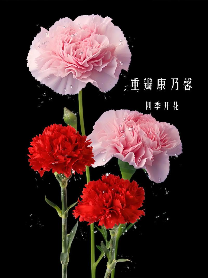 7束康乃馨3朵鲜花寓意(康乃馨送3朵)-第5张图片-花花知道网 7束康乃馨3朵鲜花寓意(康乃馨送3朵)-第5张图片-花花知道网