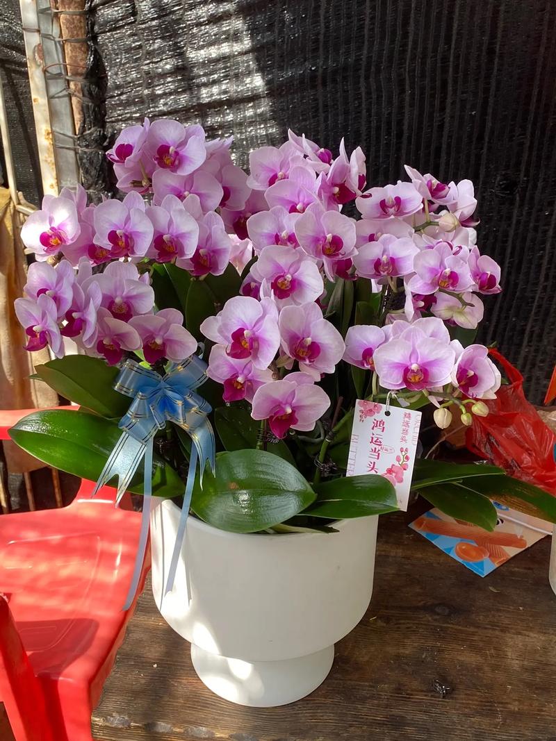 24年春节买什么鲜花寓意好(春节买什么花比较好寓意)-第1张图片-花花知道网 24年春节买什么鲜花寓意好(春节买什么花比较好寓意)-第1张图片-花花知道网