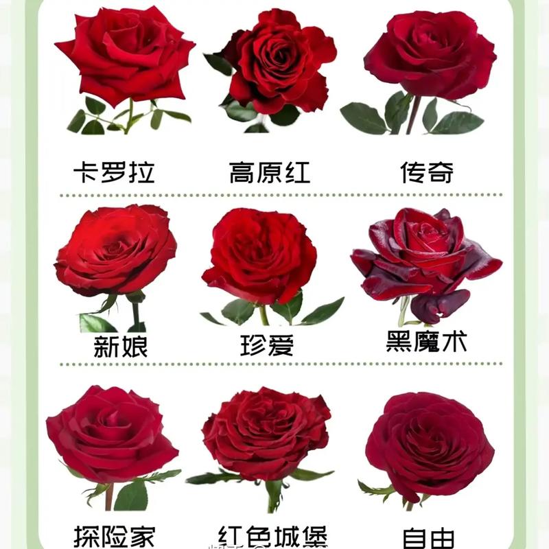 9朵鲜花什么寓意好看一点(花语9朵代表什么意思)-第3张图片-花花知道网 9朵鲜花什么寓意好看一点(花语9朵代表什么意思)-第3张图片-花花知道网
