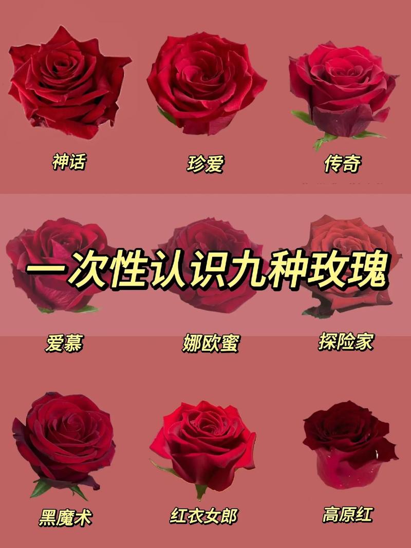 9朵红色鲜花花束寓意什么(9朵红玫瑰花代表的含义)-第3张图片-花花知道网 9朵红色鲜花花束寓意什么(9朵红玫瑰花代表的含义)-第3张图片-花花知道网