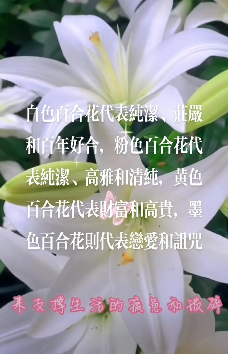 9朵香水百合鲜花寓意什么(香水百合一朵花能开多久)-第1张图片-花花知道网 9朵香水百合鲜花寓意什么(香水百合一朵花能开多久)-第1张图片-花花知道网