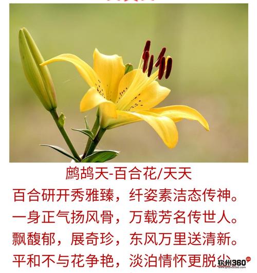 9朵香水百合鲜花寓意什么(香水百合一朵花能开多久)-第3张图片-花花知道网 9朵香水百合鲜花寓意什么(香水百合一朵花能开多久)-第3张图片-花花知道网