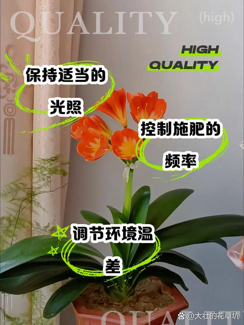 怎么样让君子兰快速开花(怎样让君子兰开花?)-第1张图片-花花知道网 怎么样让君子兰快速开花(怎样让君子兰开花?)-第1张图片-花花知道网