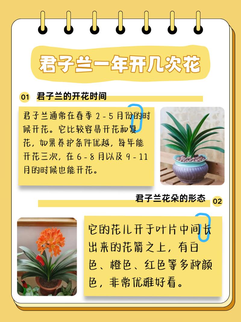 怎么样让君子兰快速开花(怎样让君子兰开花?)-第4张图片-花花知道网 怎么样让君子兰快速开花(怎样让君子兰开花?)-第4张图片-花花知道网