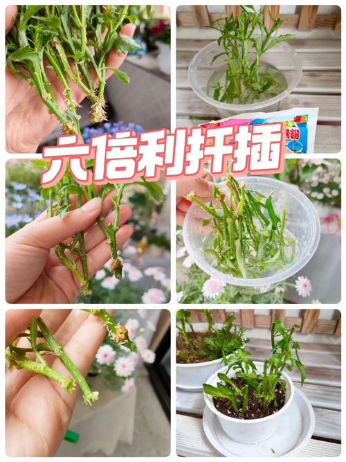 六倍利怎么扦插(六倍利扦插用老枝还是嫩枝)-第3张图片-花花知道网 六倍利怎么扦插(六倍利扦插用老枝还是嫩枝)-第3张图片-花花知道网