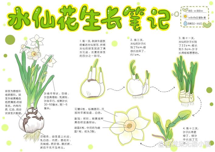 如何让水仙多开花(怎么能让水仙开花)-第5张图片-花花知道网 如何让水仙多开花(怎么能让水仙开花)-第5张图片-花花知道网