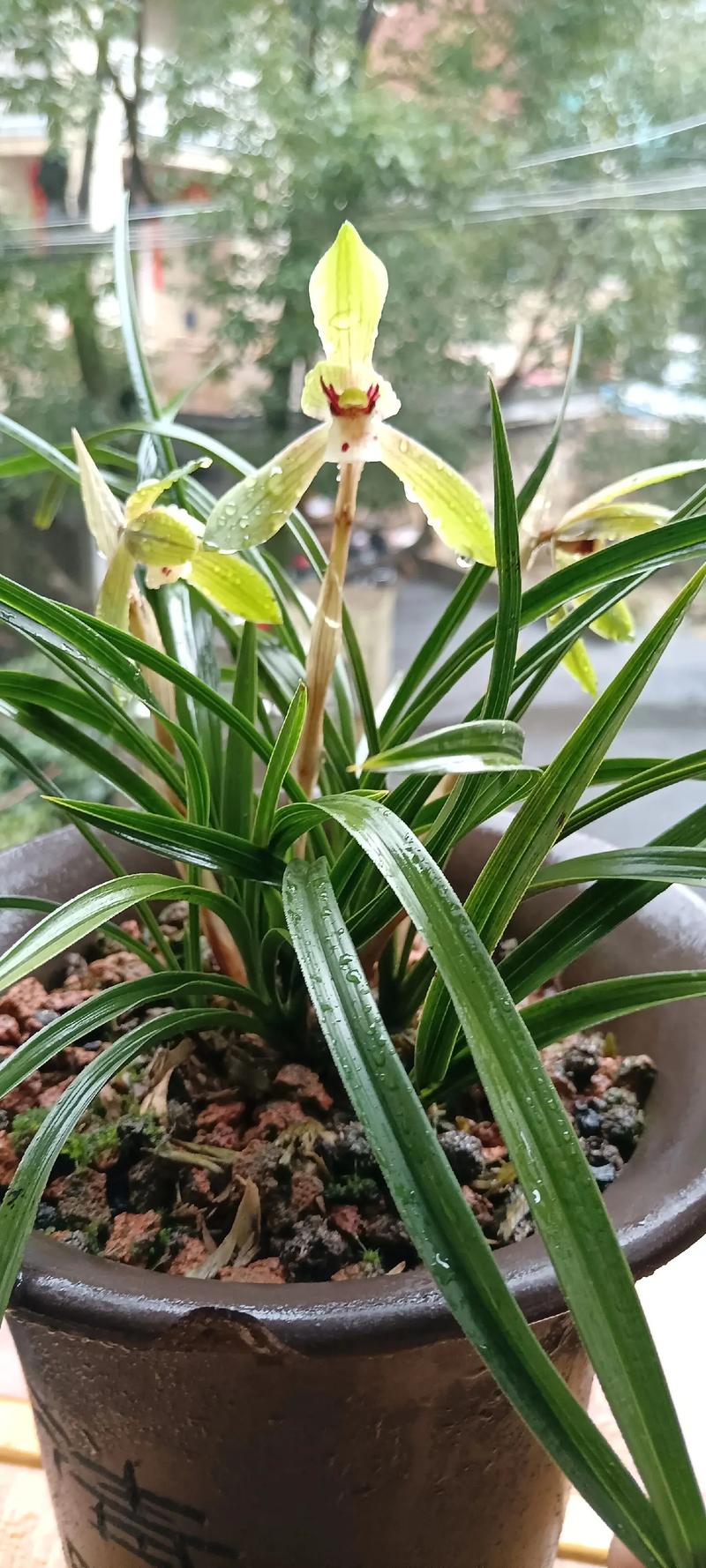 春兰怎么养才能开花(春兰怎么样养)-第5张图片-花花知道网 春兰怎么养才能开花(春兰怎么样养)-第5张图片-花花知道网
