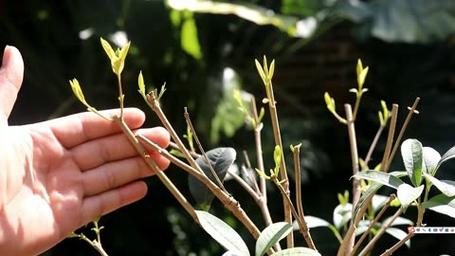 桂花如何修剪开花多(桂花怎样修剪开花多)-第1张图片-花花知道网 桂花如何修剪开花多(桂花怎样修剪开花多)-第1张图片-花花知道网