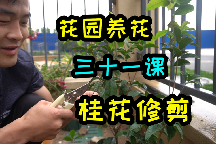 桂花如何修剪开花多(桂花怎样修剪开花多)-第2张图片-花花知道网 桂花如何修剪开花多(桂花怎样修剪开花多)-第2张图片-花花知道网