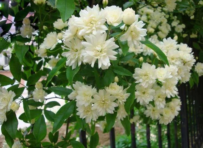 这花挂墙上就开成瀑布(把花挂起来)-第1张图片-花花知道网 这花挂墙上就开成瀑布(把花挂起来)-第1张图片-花花知道网
