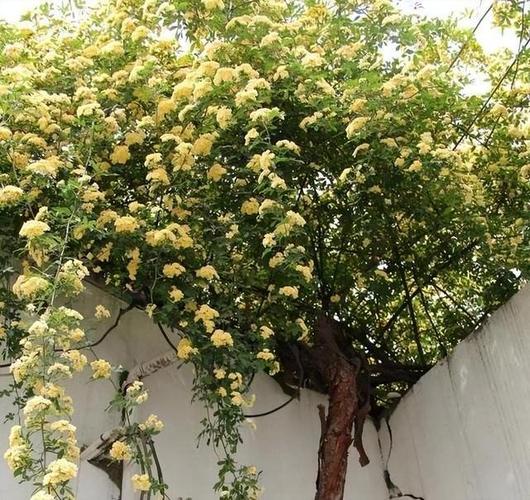 这花挂墙上就开成瀑布(把花挂起来)-第3张图片-花花知道网 这花挂墙上就开成瀑布(把花挂起来)-第3张图片-花花知道网