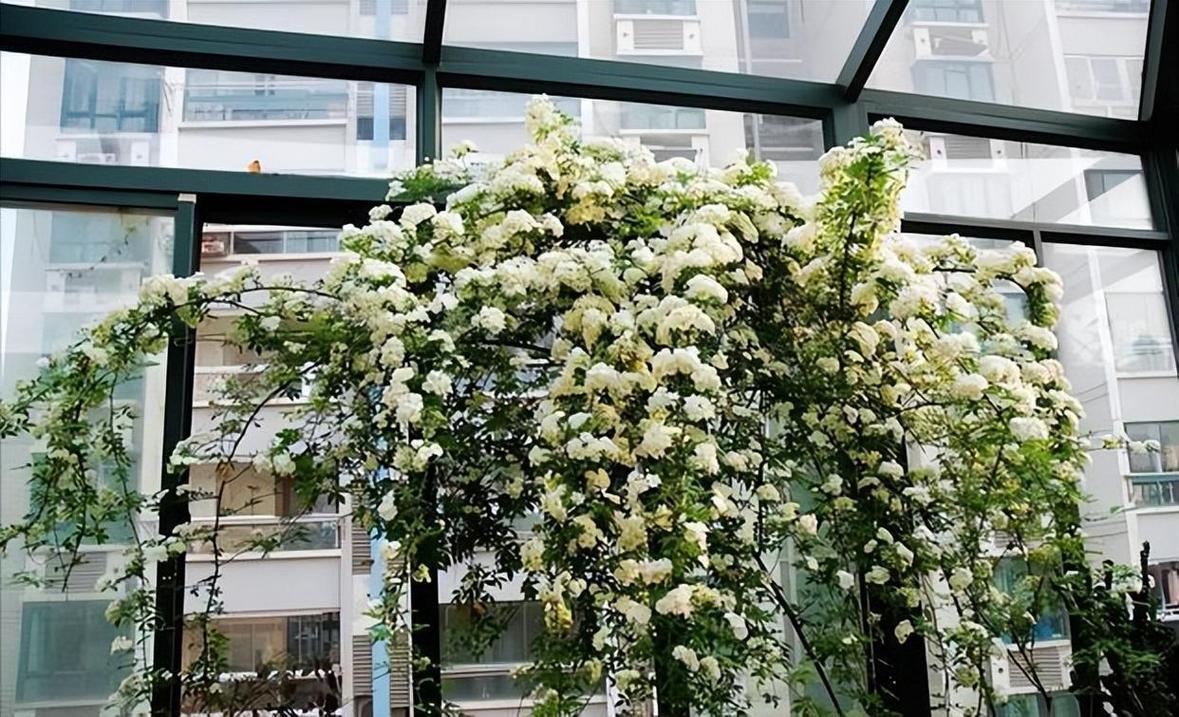 这花挂墙上就开成瀑布(把花挂起来)-第4张图片-花花知道网 这花挂墙上就开成瀑布(把花挂起来)-第4张图片-花花知道网