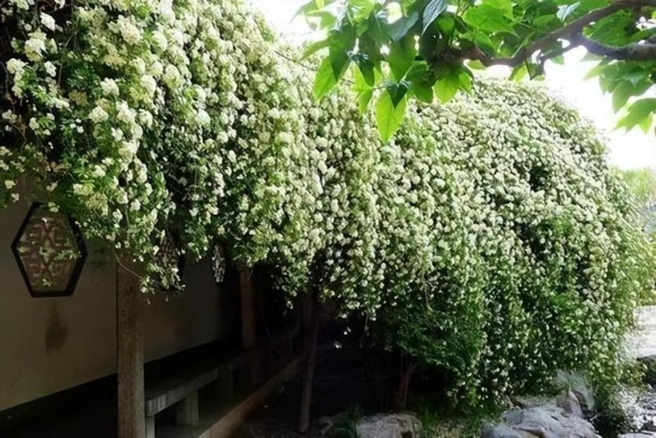 这花挂墙上就开成瀑布(把花挂起来)-第5张图片-花花知道网 这花挂墙上就开成瀑布(把花挂起来)-第5张图片-花花知道网