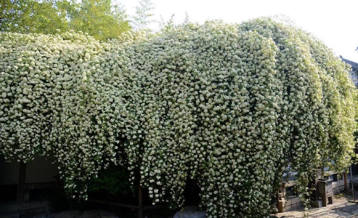 这花挂墙上就开成瀑布(把花挂起来)-第6张图片-花花知道网 这花挂墙上就开成瀑布(把花挂起来)-第6张图片-花花知道网