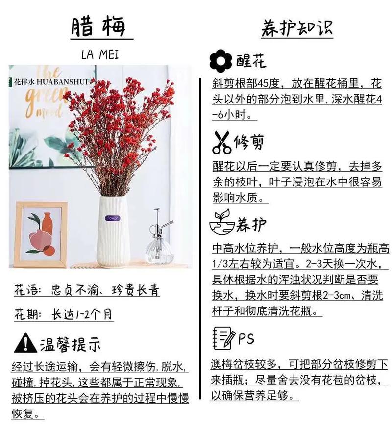 梅花秋天怎么养(梅花秋天怎么养护)-第1张图片-花花知道网 梅花秋天怎么养(梅花秋天怎么养护)-第1张图片-花花知道网