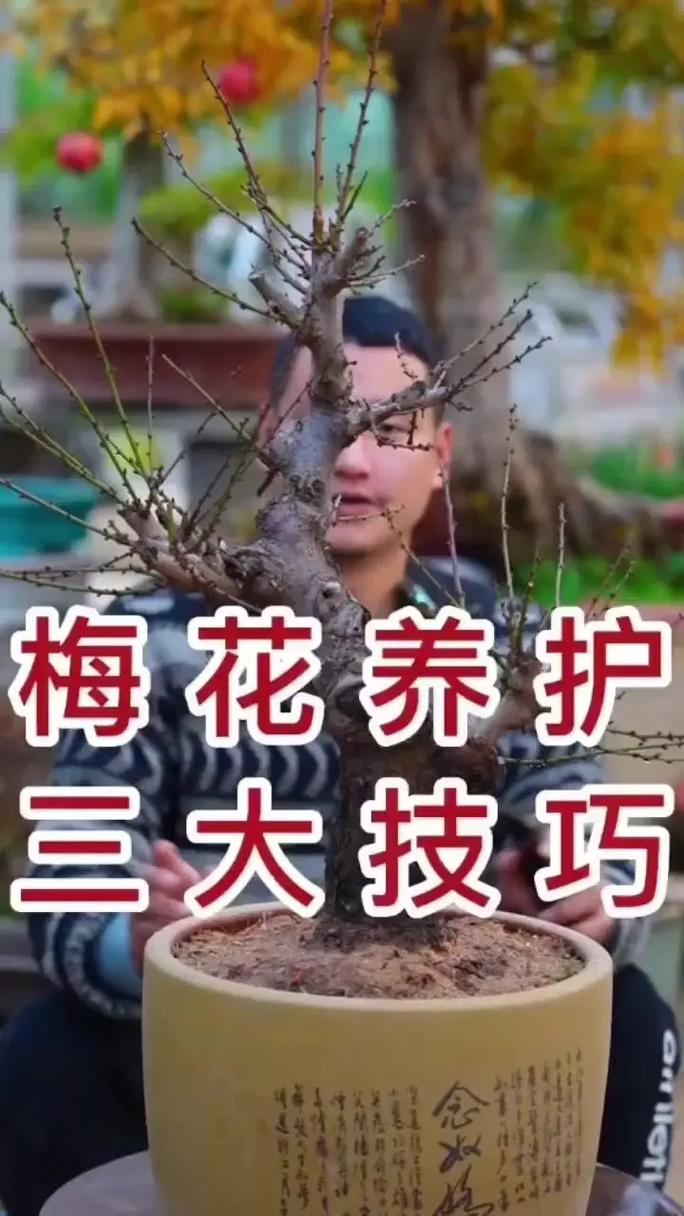 梅花秋天怎么养(梅花秋天怎么养护)-第2张图片-花花知道网 梅花秋天怎么养(梅花秋天怎么养护)-第2张图片-花花知道网