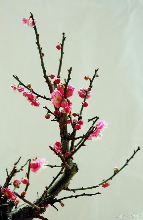 梅花秋天怎么养(梅花秋天怎么养护)-第4张图片-花花知道网 梅花秋天怎么养(梅花秋天怎么养护)-第4张图片-花花知道网