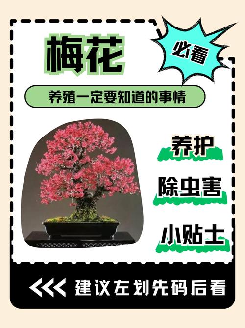 梅花秋天怎么养(梅花秋天怎么养护)-第6张图片-花花知道网 梅花秋天怎么养(梅花秋天怎么养护)-第6张图片-花花知道网