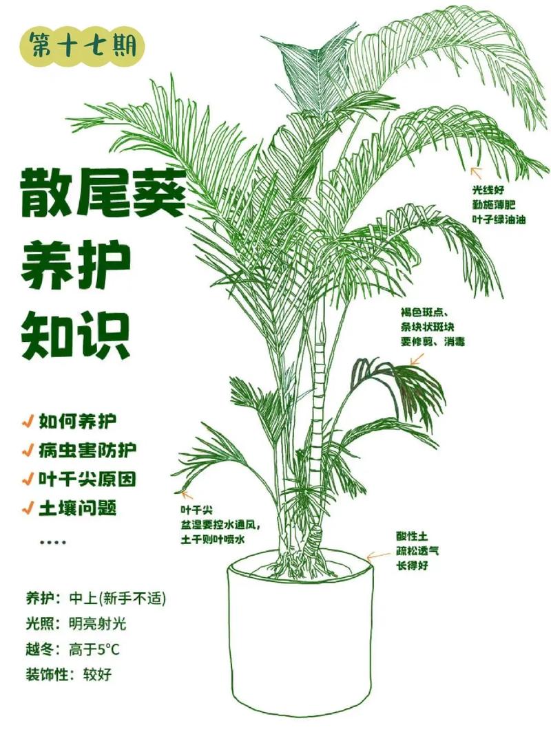 散尾葵的养殖方法和注意事项(散尾葵的养殖方法和注意事项有哪些)-第2张图片-花花知道网 散尾葵的养殖方法和注意事项(散尾葵的养殖方法和注意事项有哪些)-第2张图片-花花知道网