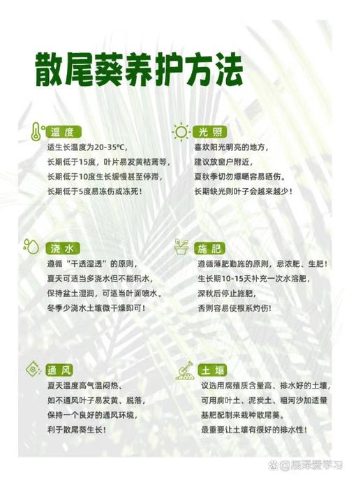 散尾葵的养殖方法和注意事项(散尾葵的养殖方法和注意事项有哪些)-第5张图片-花花知道网 散尾葵的养殖方法和注意事项(散尾葵的养殖方法和注意事项有哪些)-第5张图片-花花知道网