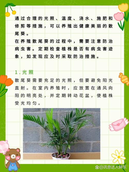 散尾葵的养殖方法和注意事项(散尾葵的养殖方法和注意事项有哪些)-第7张图片-花花知道网 散尾葵的养殖方法和注意事项(散尾葵的养殖方法和注意事项有哪些)-第7张图片-花花知道网