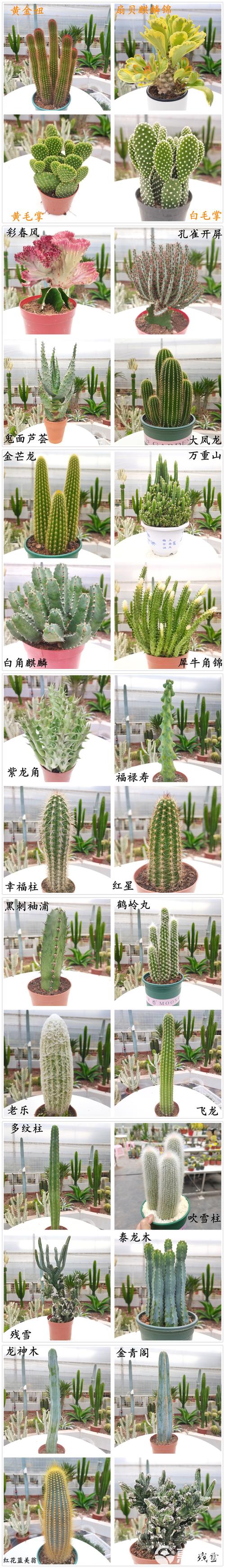 仙人柱怎么养(仙人柱怎么养变粗)-第2张图片-花花知道网 仙人柱怎么养(仙人柱怎么养变粗)-第2张图片-花花知道网