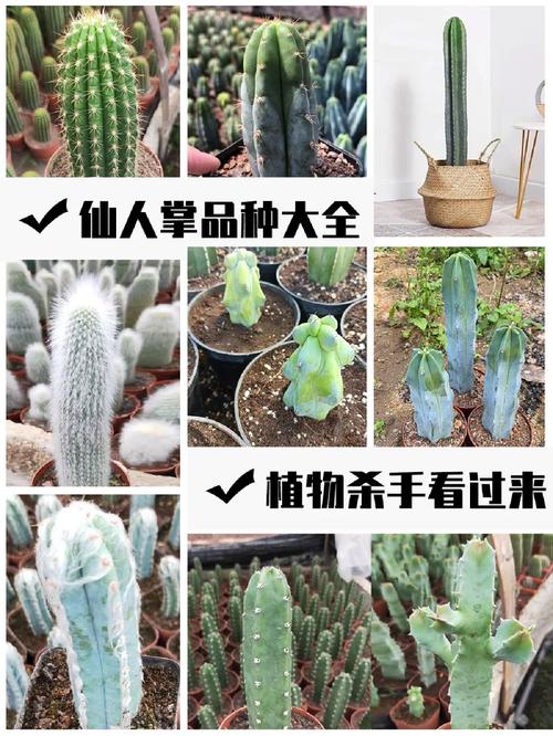 仙人柱怎么养(仙人柱怎么养变粗)-第3张图片-花花知道网 仙人柱怎么养(仙人柱怎么养变粗)-第3张图片-花花知道网