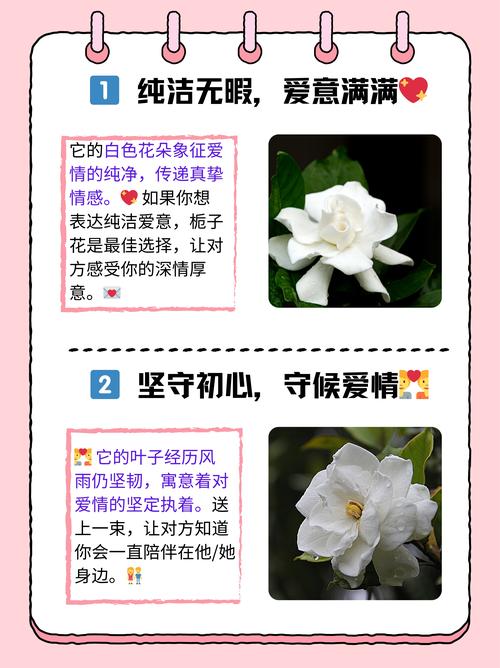 月季栀子...咔嚓来1刀(栀子花怎样和月季花嫁接)-第1张图片-花花知道网 月季栀子...咔嚓来1刀(栀子花怎样和月季花嫁接)-第1张图片-花花知道网